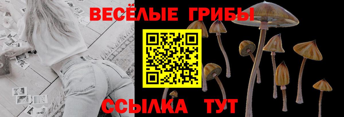 Псилоцибиновые грибы Psilocybine cubensis Сергиев Посад
